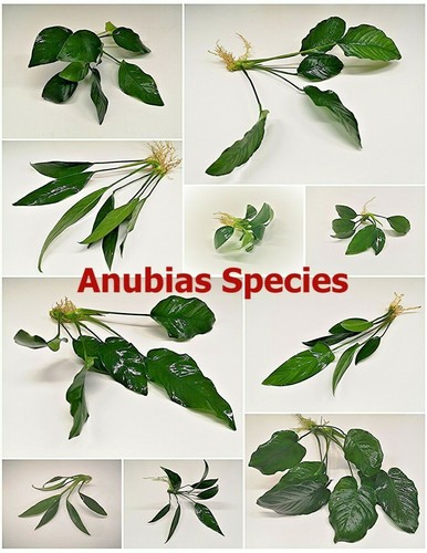 Anubias live aquarium - anubias,