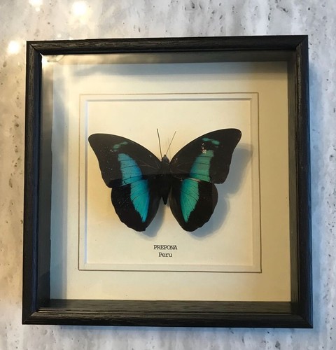 Real prepona butterfly hand - prepona,