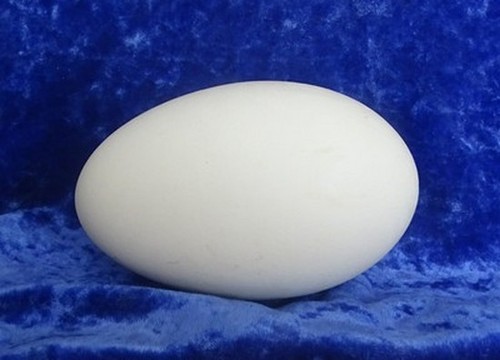 Blown goose eggs - goose,