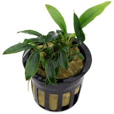 Anubias 50 species Live
