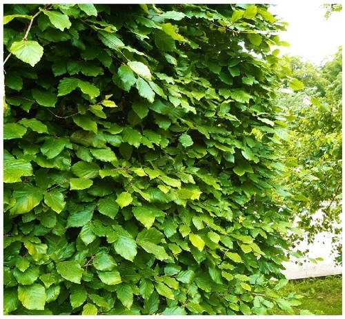 Green beech hedging plants - beech,