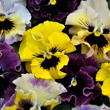 Viola - Frizzle Sizzle Mini Mixed F1 - Kings Seeds Pictorial Pack - 25 Seeds