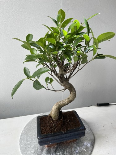 Ficus bonsai trees shape - bonsai,