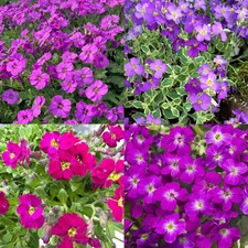 Aubrieta Rock Cress in 9cm Pot