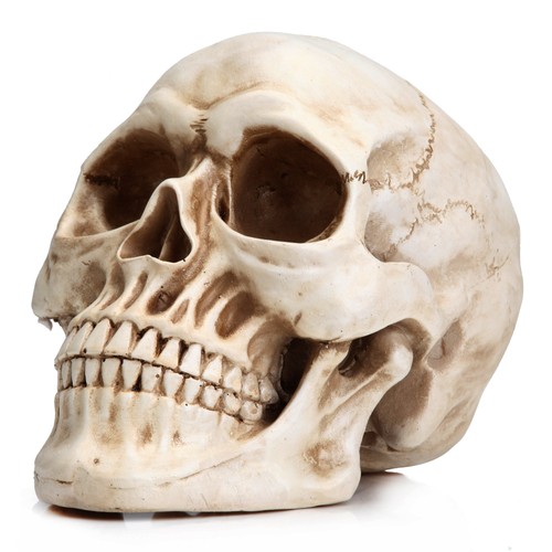 Readaeer life size - readaeer, skeleton