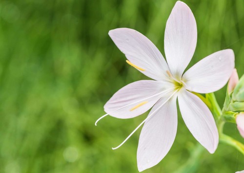 Schizostylis coccinea alba - schizostylis,