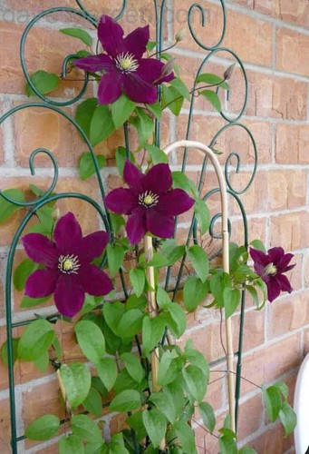 Clematis climbing flower - climbing, seeds