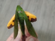 Verdant Sphingidae  from Togo