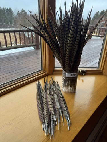 Pheasantp tail - 18-20”,