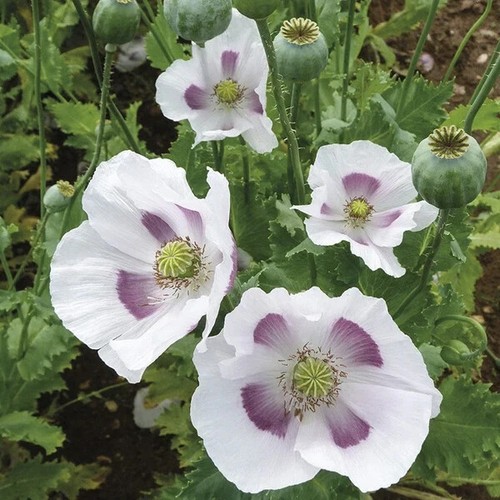 Maanzaad poppy seeds x - poppy,