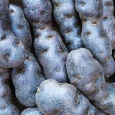 Vitelotte Purple Potato Seed