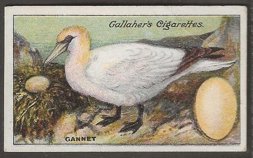 Gallaher birds nests eggs - gallaher-birds,