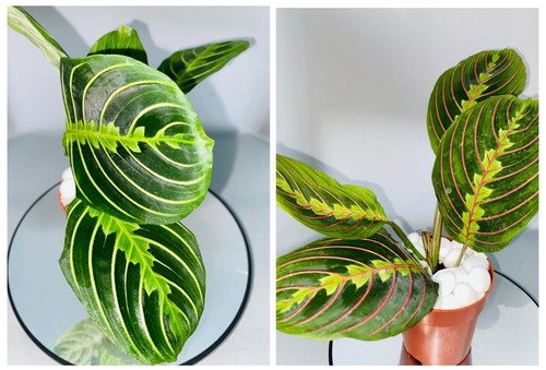 Maranta plant - maranta,