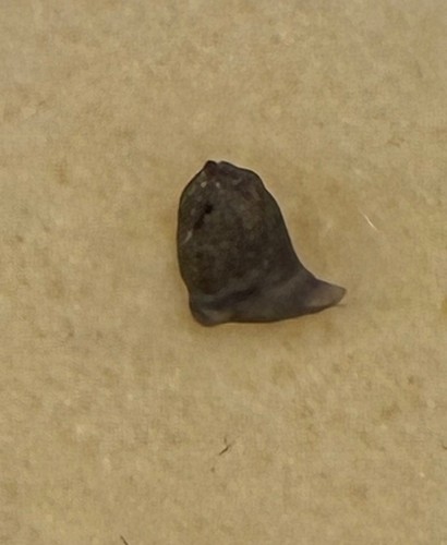 Whale shark tooth lot eocene - lot-,