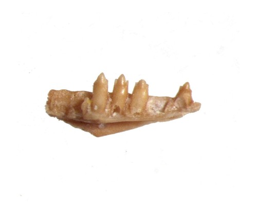 Oligocene fissure fossil - oligocene,