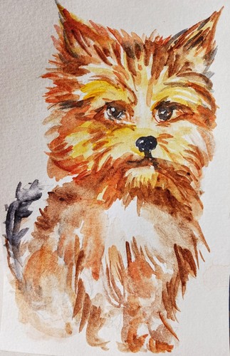 Yorkshire terrier original dog - terrier,