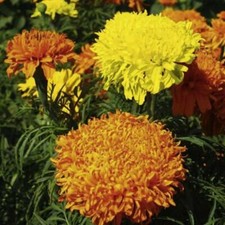 AFRICAN MARIGOLD FANTASTIC MIX - 1 GRAM  300 FLOWER SEEDS