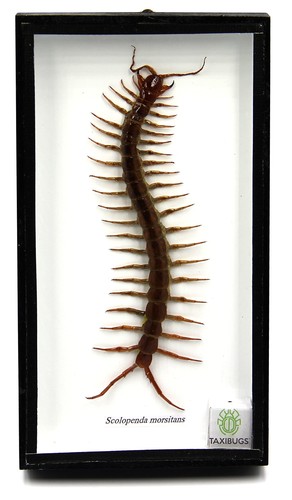 Real centipede millipede - real,
