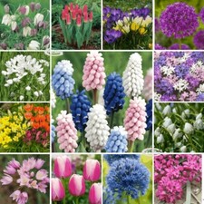 Crocus Ixia Muscari Allium