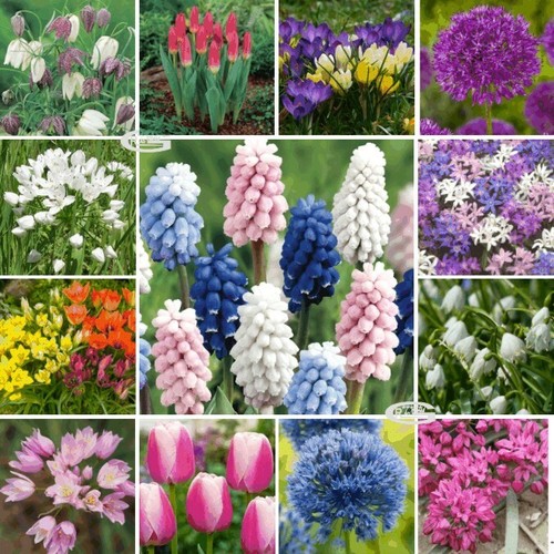 Crocus ixia muscari - ixia,