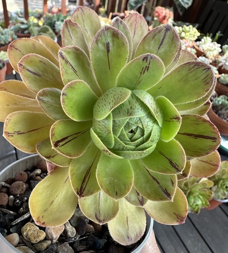 Aeonium arboreum var