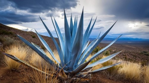 Agave americana century - americana, (century
