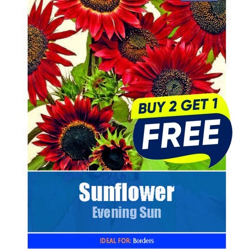 Flower seeds sunflower evening - seeds,