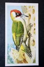GREEN WOODPECKER  Vintage 1957 Illustrated Card  JE10M