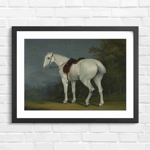 Classic white horse portrait - classic,
