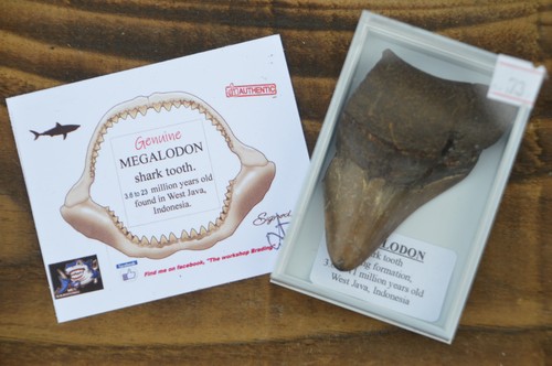 Wow genuine megalodon - wow,, shark
