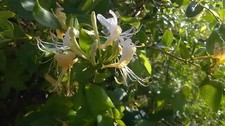 Lonicera Halliana Evergreen Honeysuckle Extra Large Climbing Plant 6ft 7.5L Pot