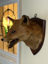 Taxidermy Fox Head