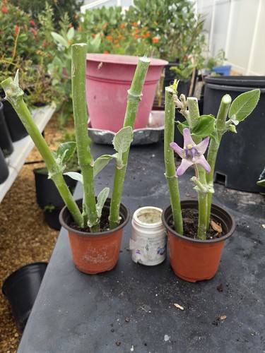 Sets giant milkweed - sets,