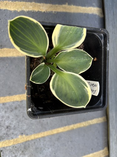 Hosta funny mouse - hosta, 'funny