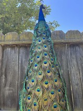 ZAIN Real Peacock Feather