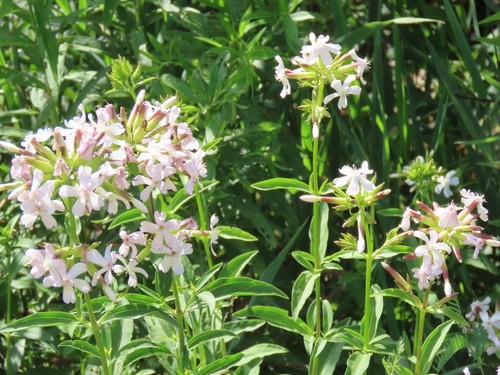 Soapwort saponaria - soapwort, "saponaria
