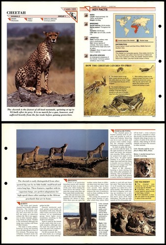 Cheetah 123 mammals wildlife - cheetah,