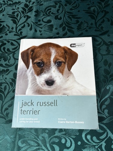 Jack russell terrier dog - jack, –