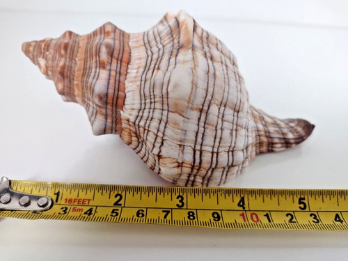 Real seashell trumpet - real, seashell,trumpet