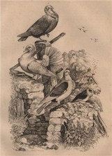 Pigeons. Cravatte français