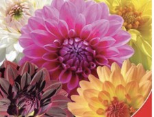 30 x  DAHLIA DOUBLE MIX SEEDS - Double Extreme
