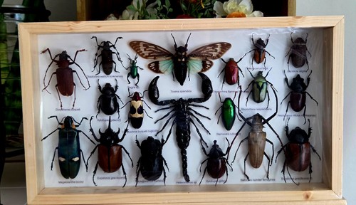 Rare mix insects display box - display,