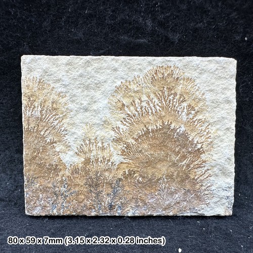 Rare dendrite plaques from