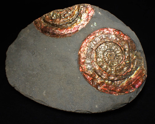 Large red iridescent