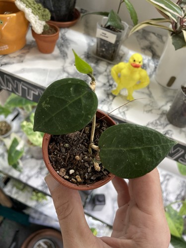 Hoya verticillata black margin - verticillata,