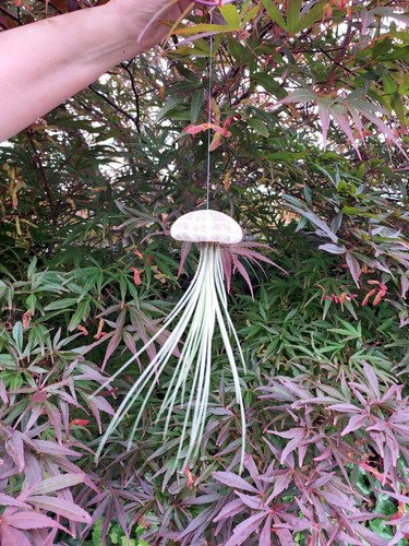 Jellyfish juncea air plant - x,