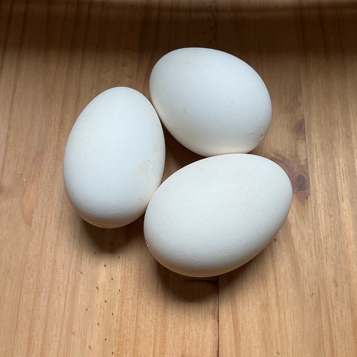 Blown goose eggs clean - goose, eggs,