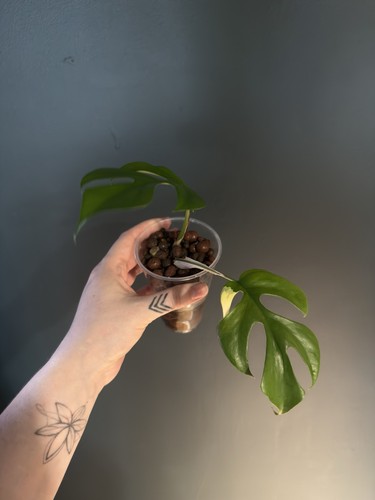 Variegated rhaphidophora