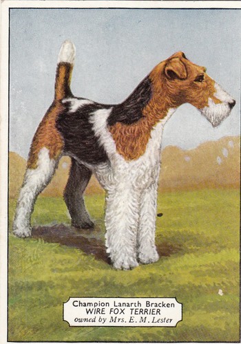 1934 ardath champion dogs - 1934,