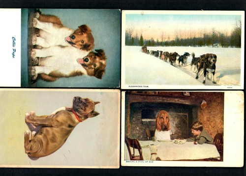 731 dogs boxer manizer - a.,